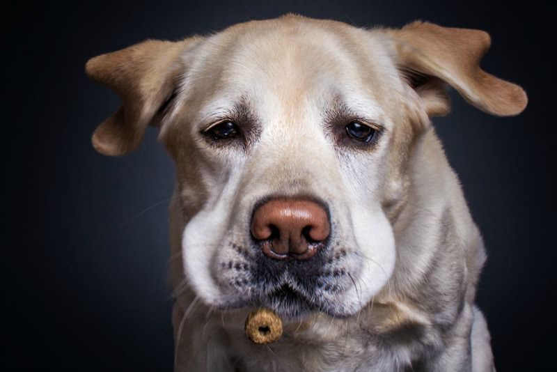 Perros atrapando su comida foto 3