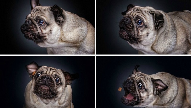 Perros atrapando su comida foto 4