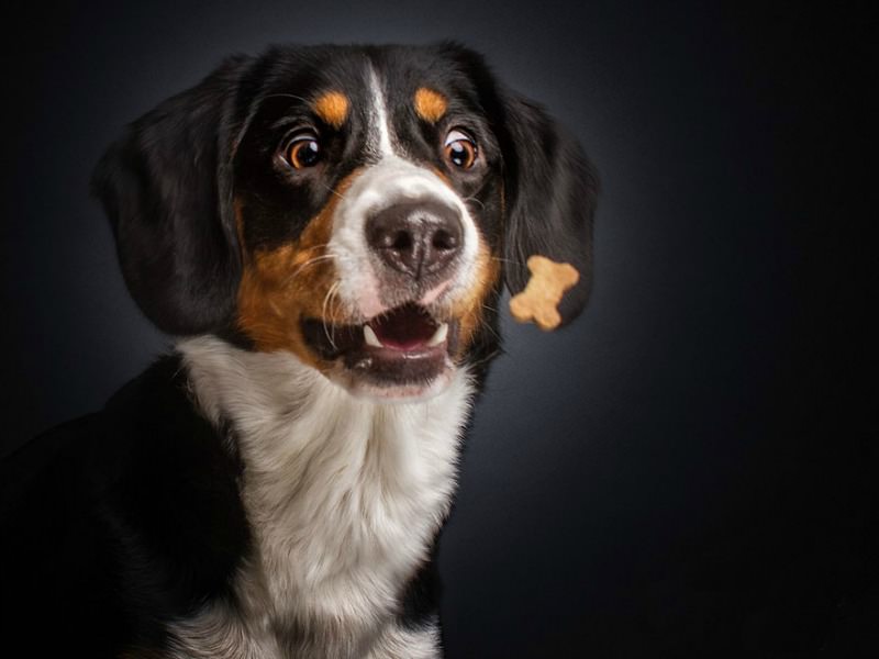 Perros atrapando su comida foto 5