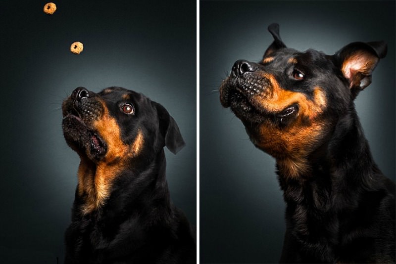 Perros atrapando su comida foto 6