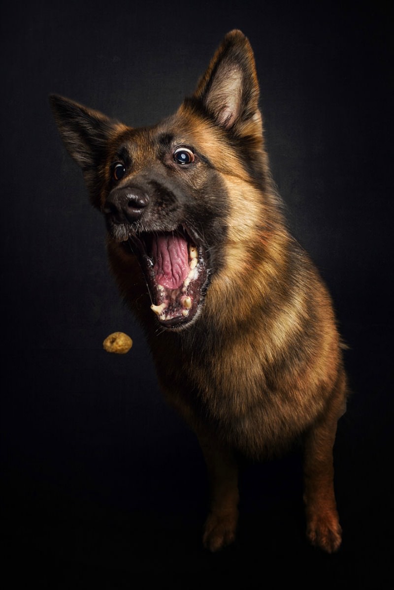 Perros atrapando su comida foto 7