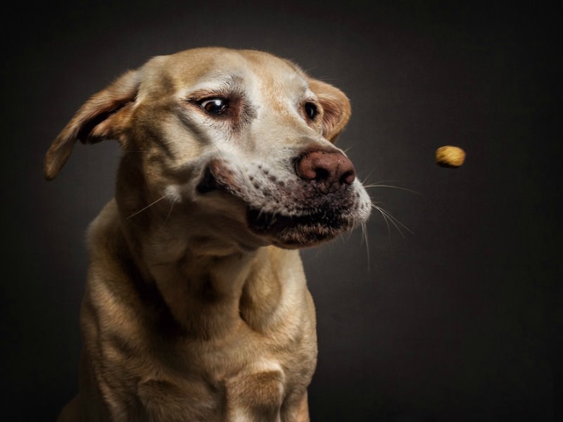 Perros atrapando su comida foto 9