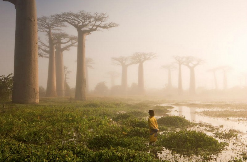 Arboles de otro mundo foto 4