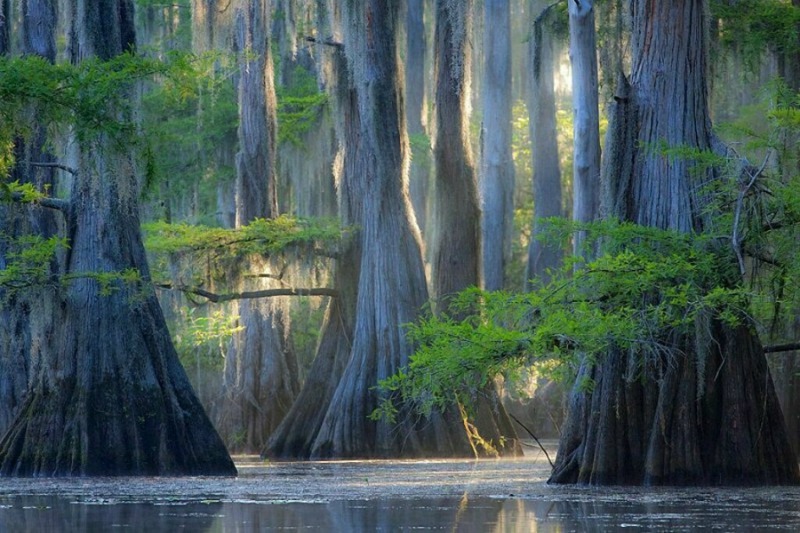 Arboles de otro mundo foto 5