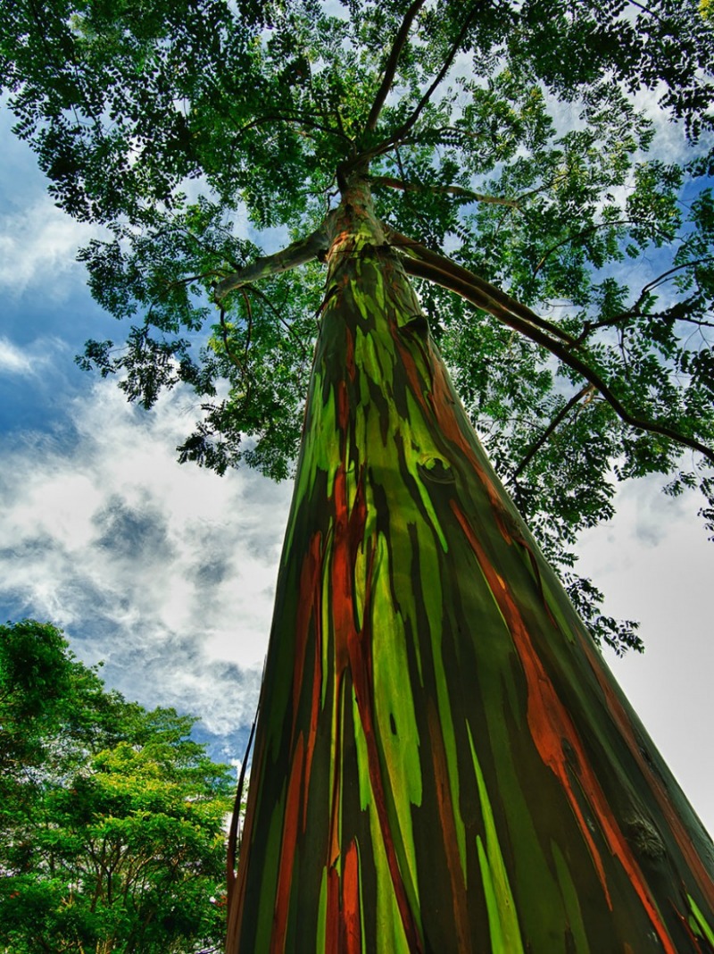 Arboles de otro mundo foto 8