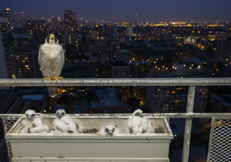 Aves y sus polluelos foto 10