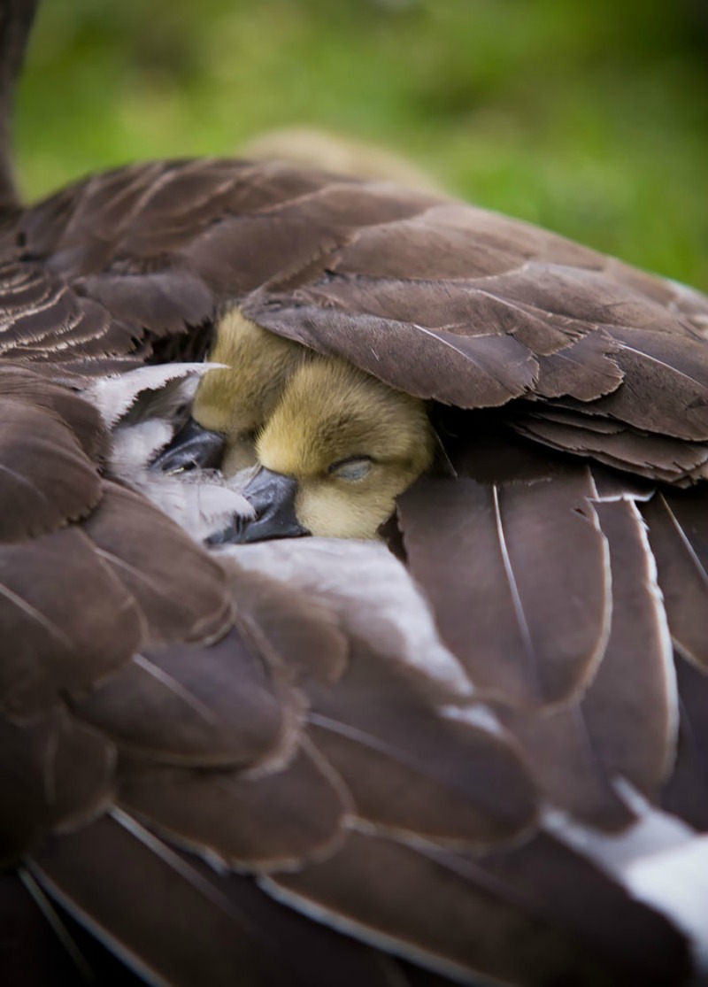 Aves y sus polluelos foto 15