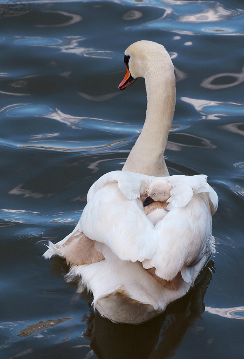 Aves y sus polluelos foto 17