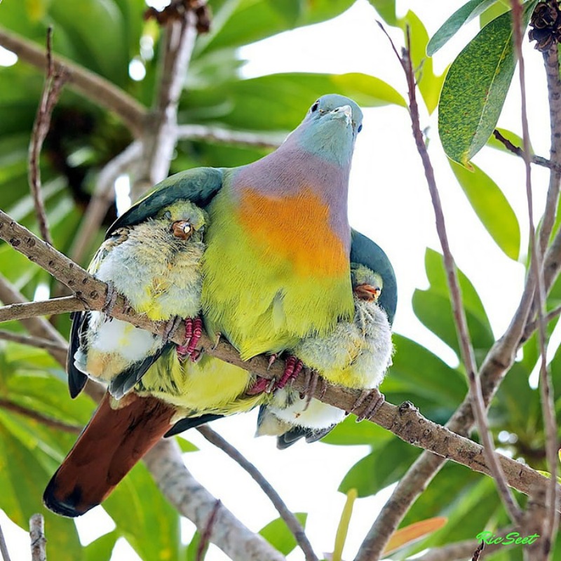 Aves y sus polluelos foto 4