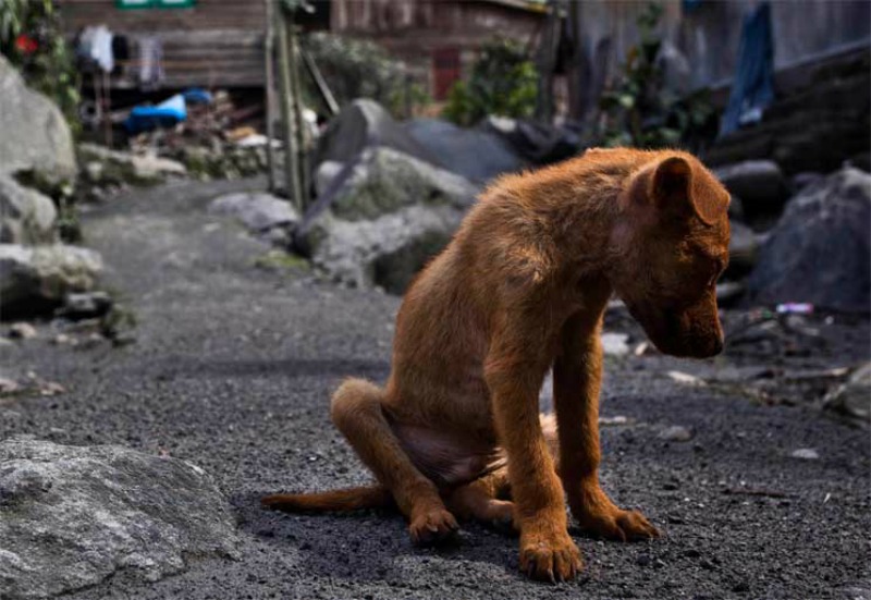 Carta a dueno de perro foto 1