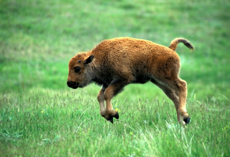 Crias de animales foto 10