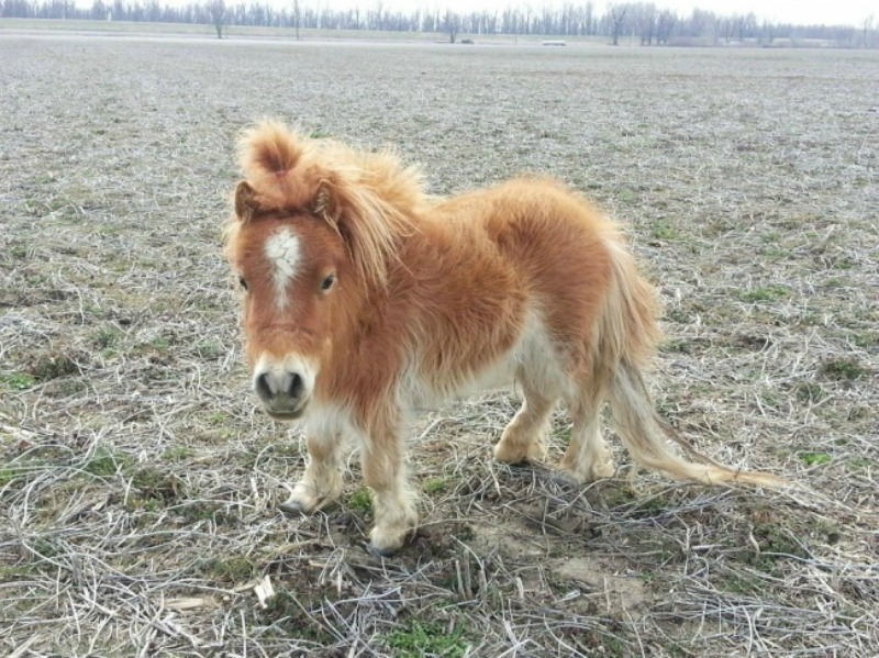 Crias de animales foto 7