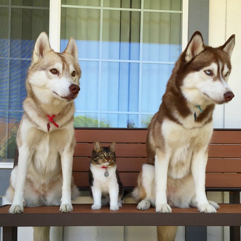 Gato salvado por un perro foto 10