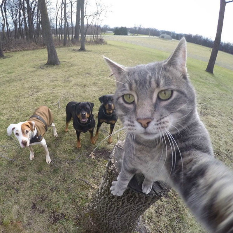 Gato y selfies foto 3