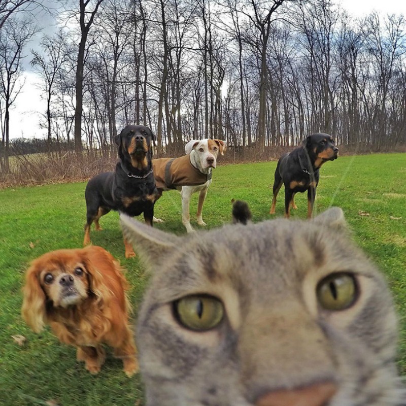 Gato y selfies foto 5