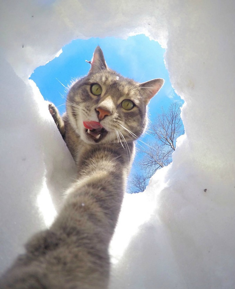 Gato y selfies foto 6