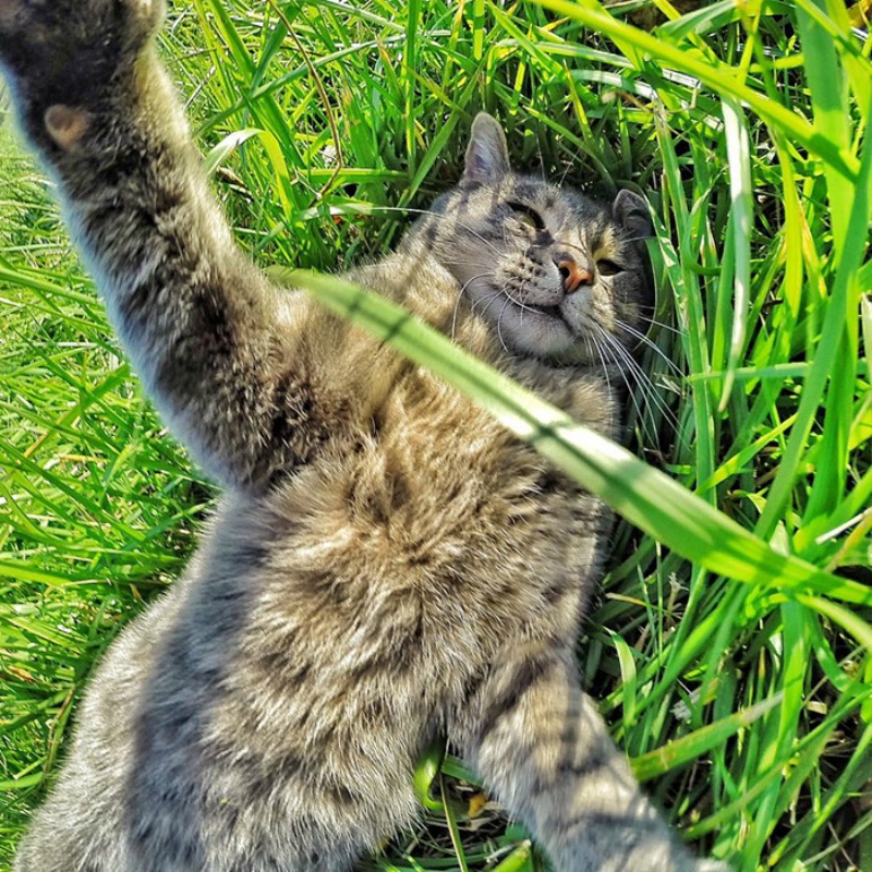 Gato y selfies foto 8