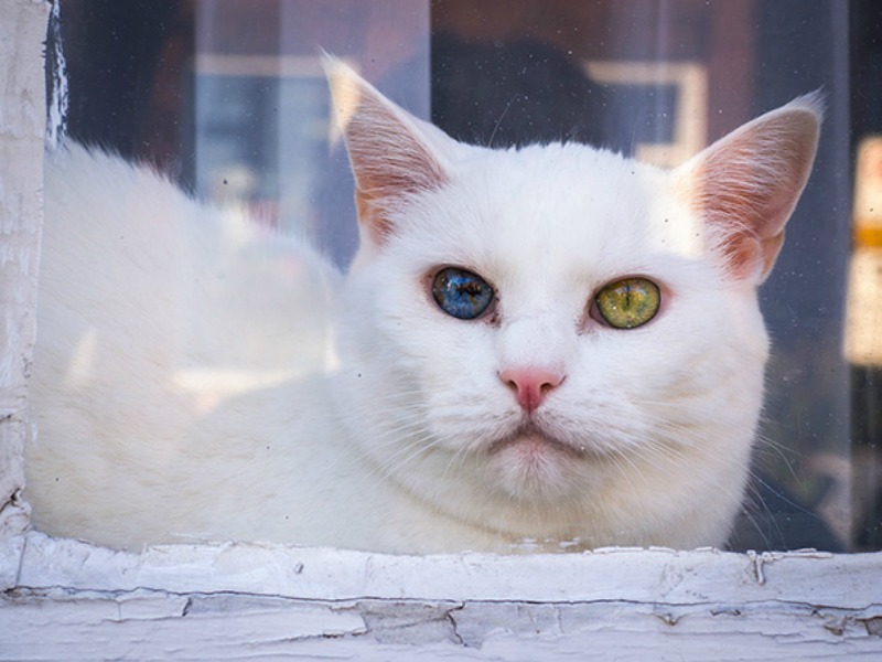 Gatos con los ojos de colores foto 11