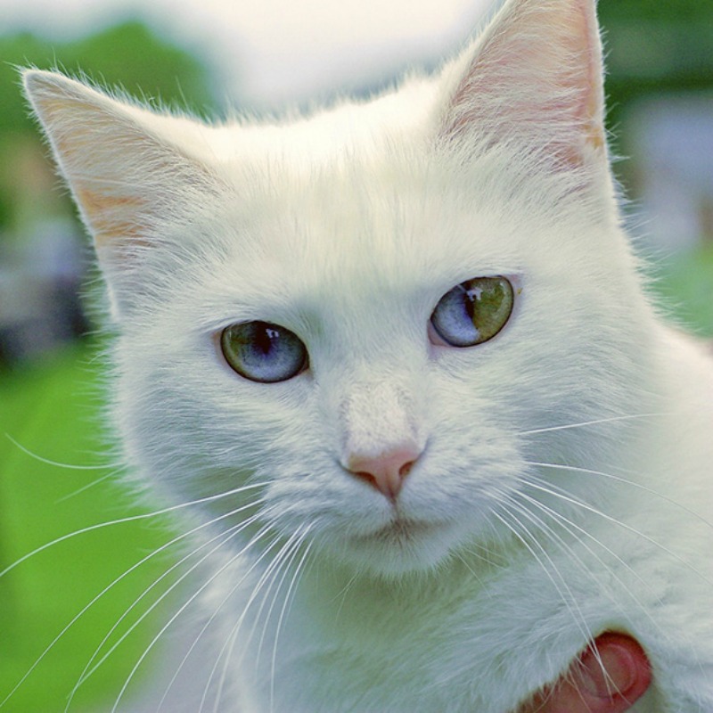 Gatos con los ojos de colores foto 8