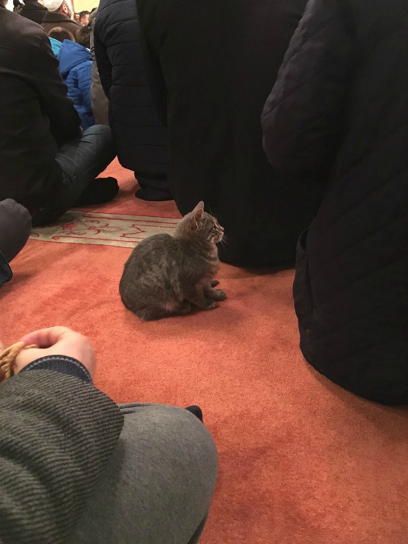 Mezquita alberga gatos foto 5