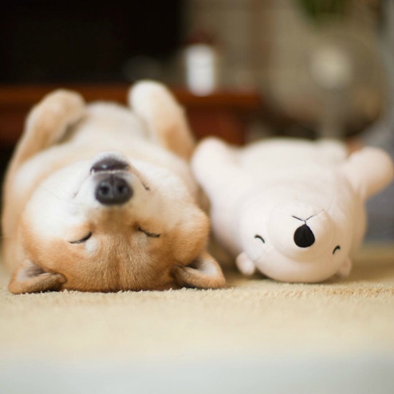 Perro y oso de peluche foto 1