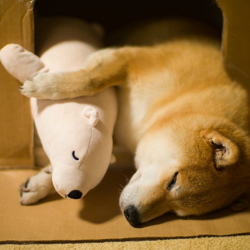 Perro y oso de peluche foto 9