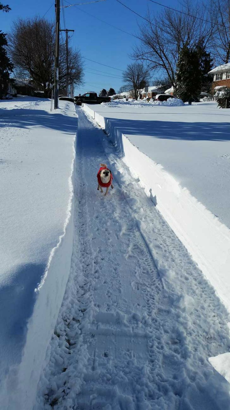 nevazon en NY foto 10