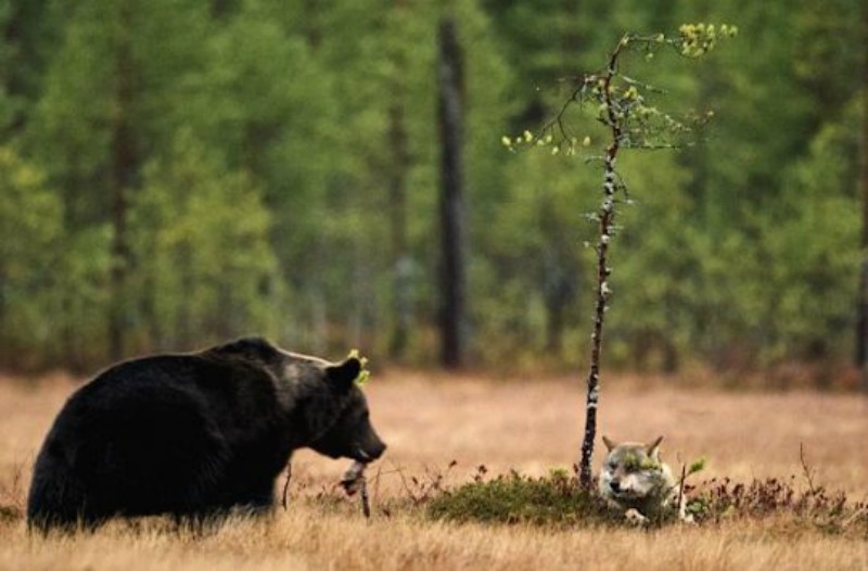 Amistad entre lobo y oso foto 1