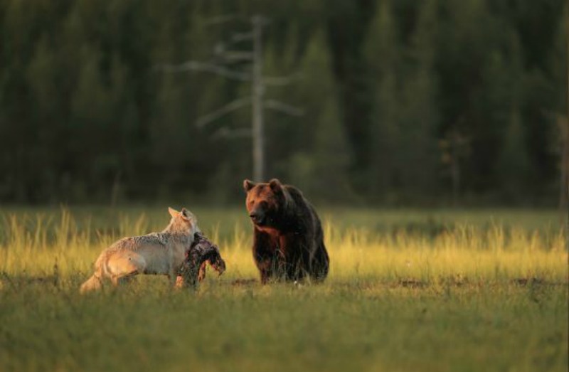 Amistad entre lobo y oso foto 5