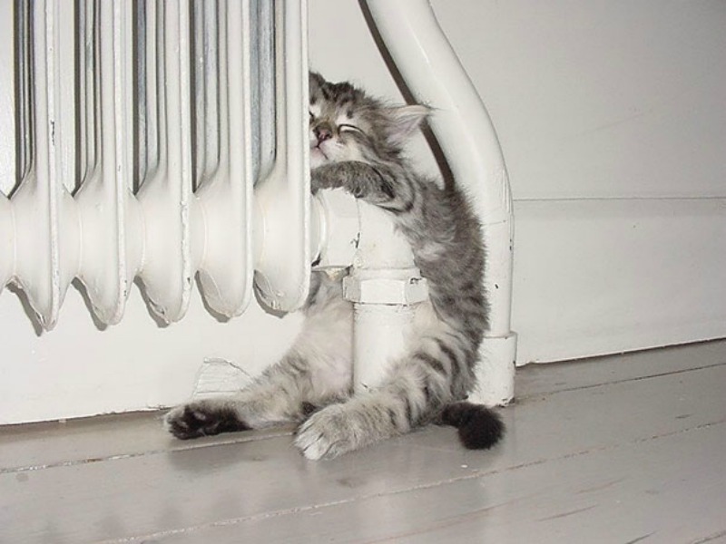 Animales y calor foto 10