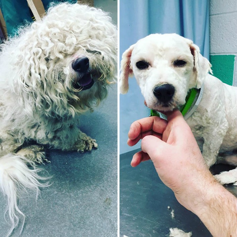 Corte de pelo para perros foto 11