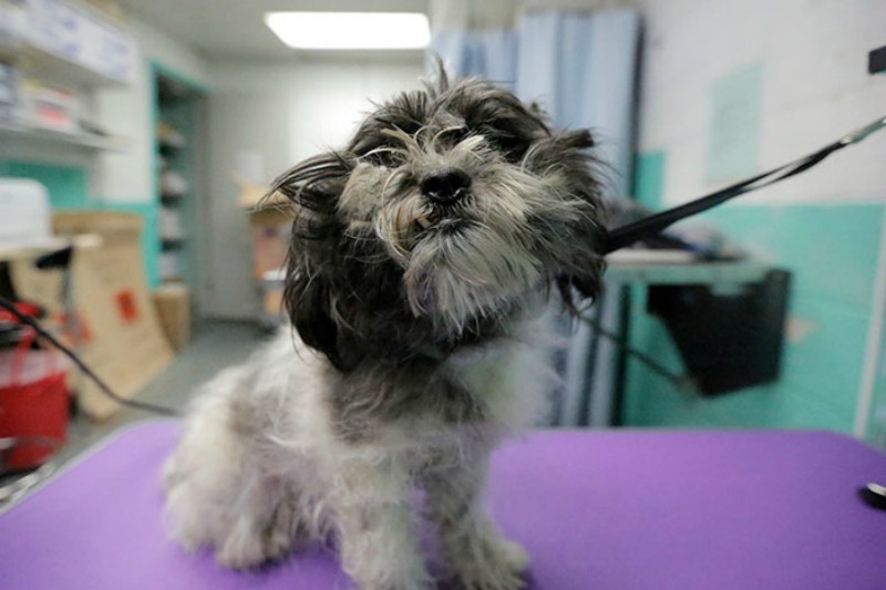 Corte de pelo para perros foto 2