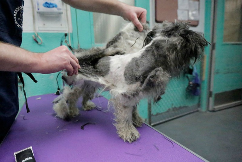 Corte de pelo para perros foto 3