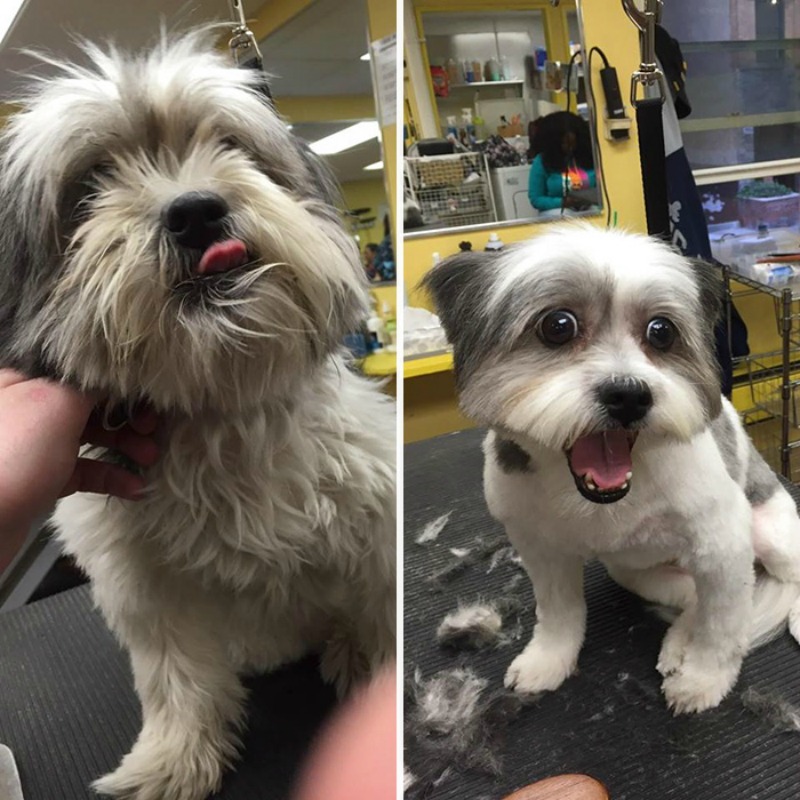 Corte de pelo para perros foto 4