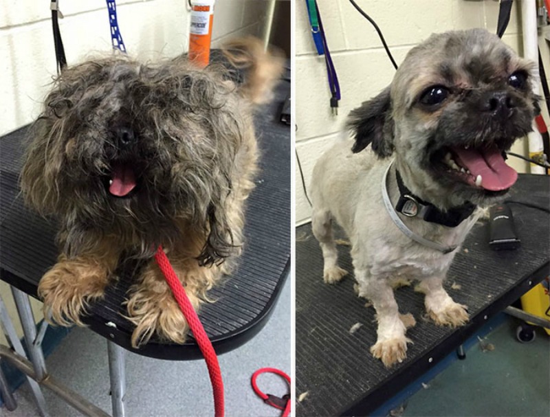 Corte de pelo para perros foto 5