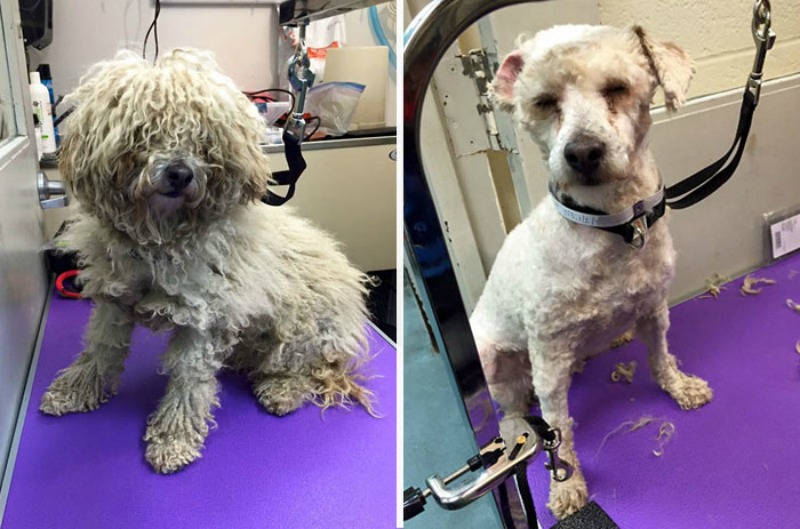 Corte de pelo para perros foto 6