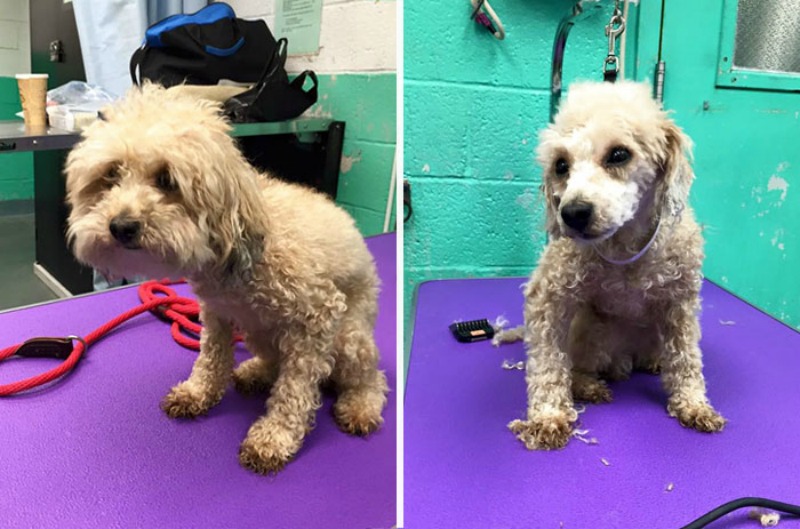 Corte de pelo para perros foto 8