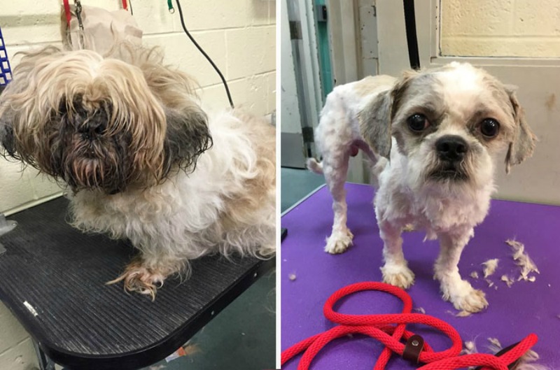 Corte de pelo para perros foto 9