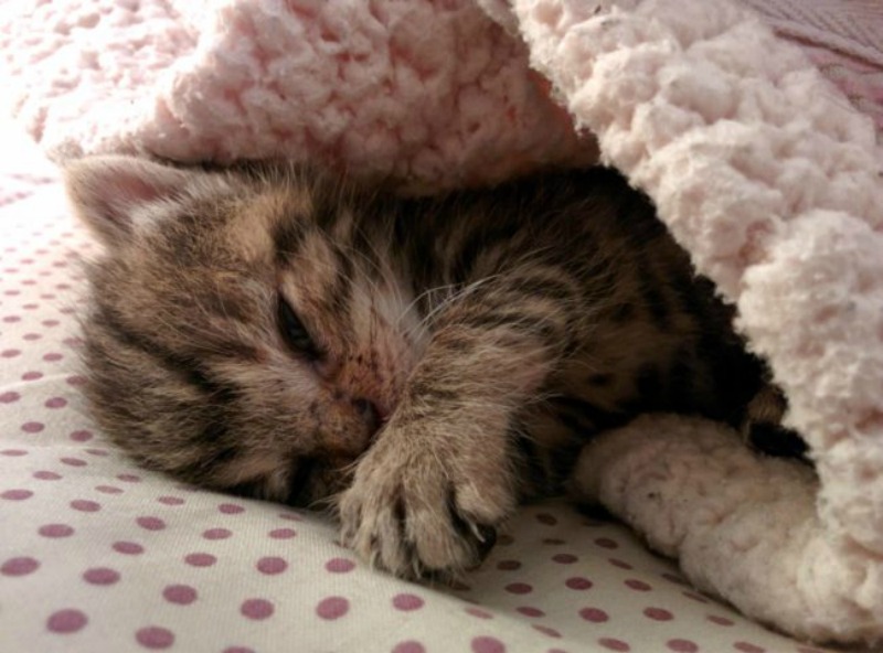 Gatita foto 6