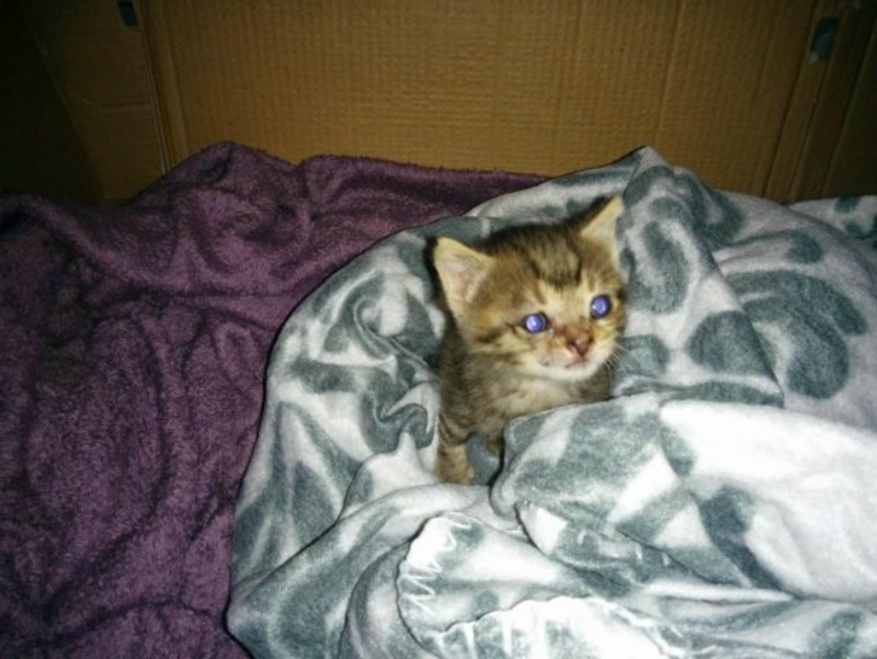 Gatita foto 7