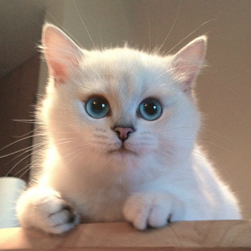 Gato con ojos lindos foto 10