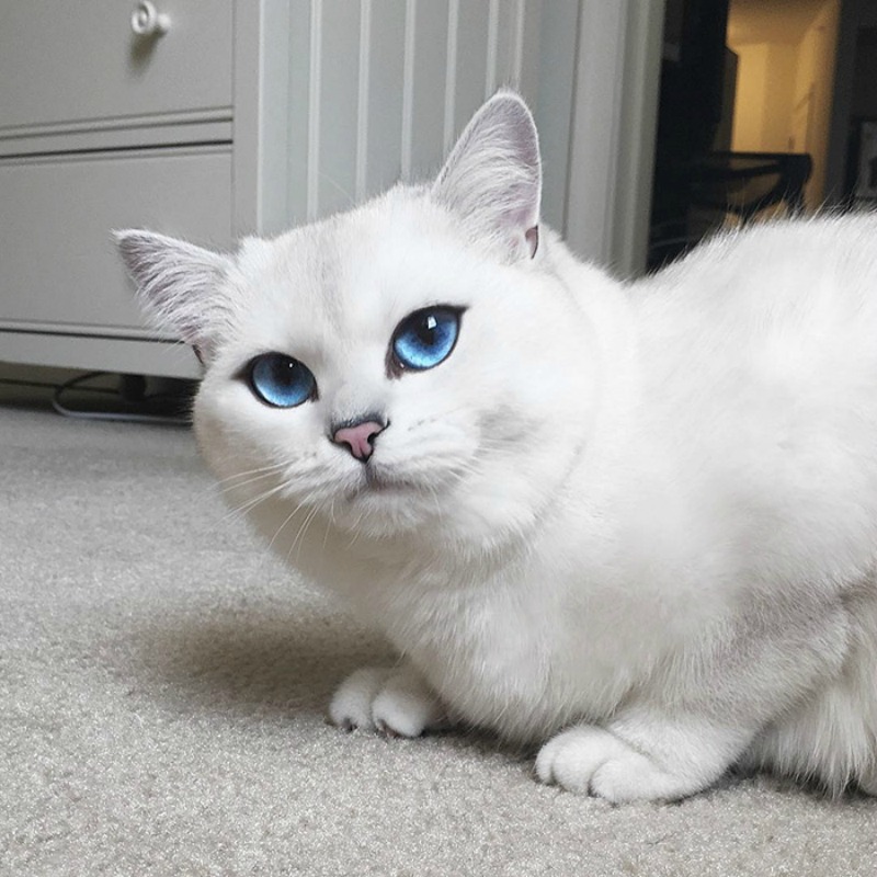 Gato con ojos lindos foto 16