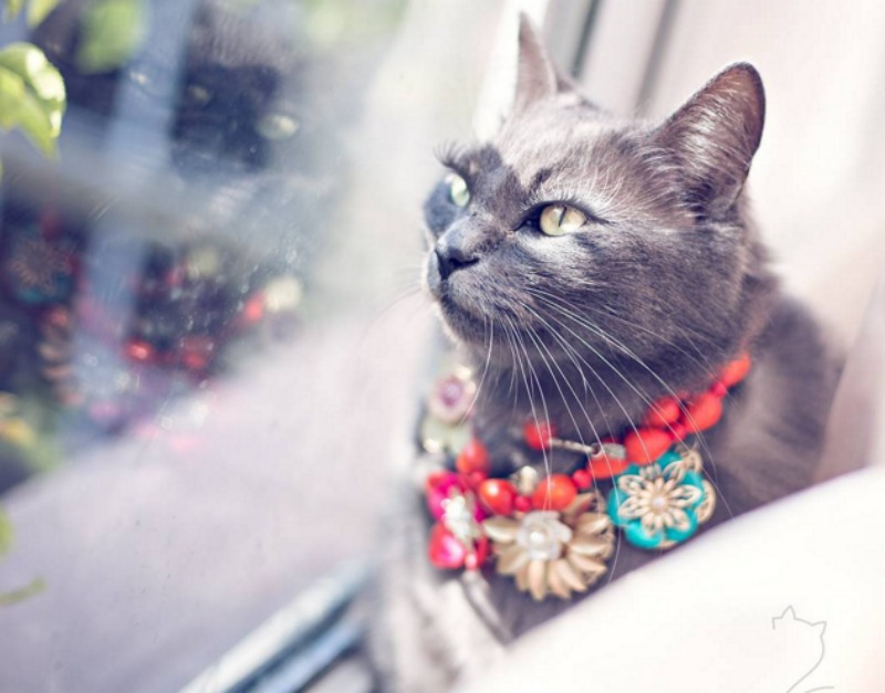 Gato fashionista foto 4