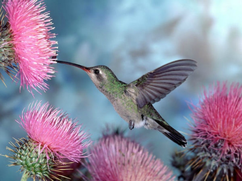 La belleza de los colibris foto 1