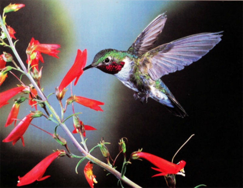 La belleza de los colibris foto 10