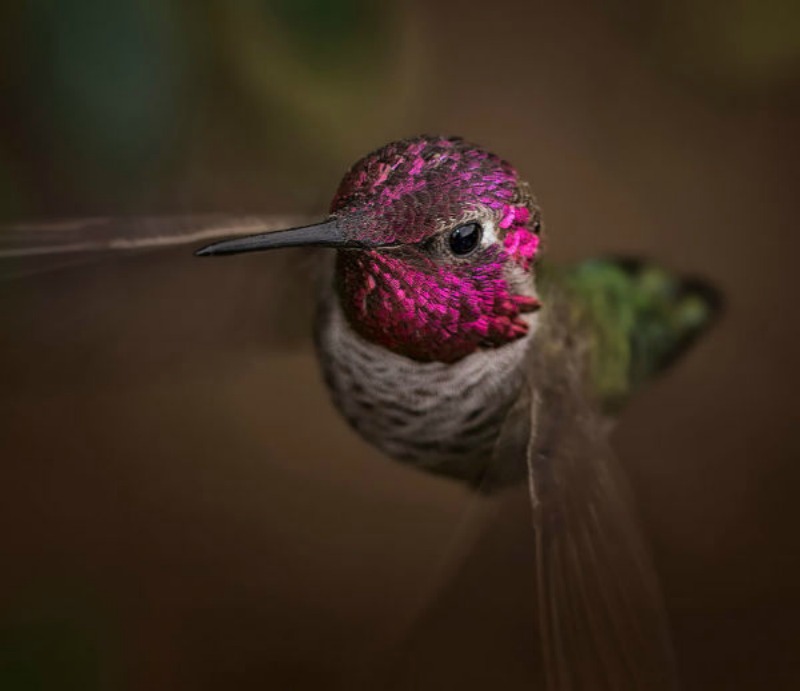 La belleza de los colibris foto 12