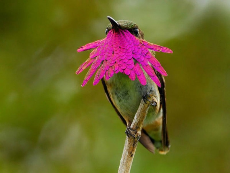 La belleza de los colibris foto 13