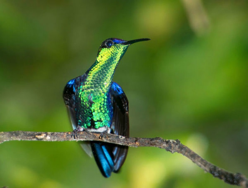 La belleza de los colibris foto 14