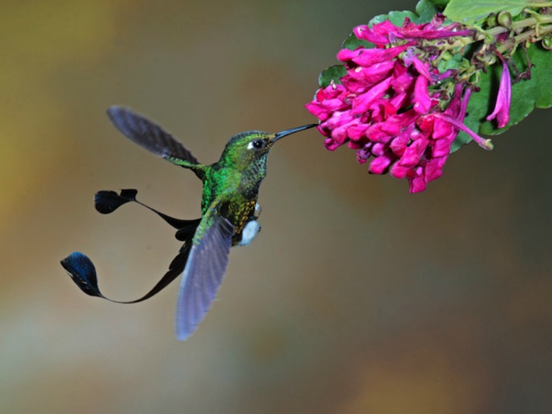 La belleza de los colibris foto 15