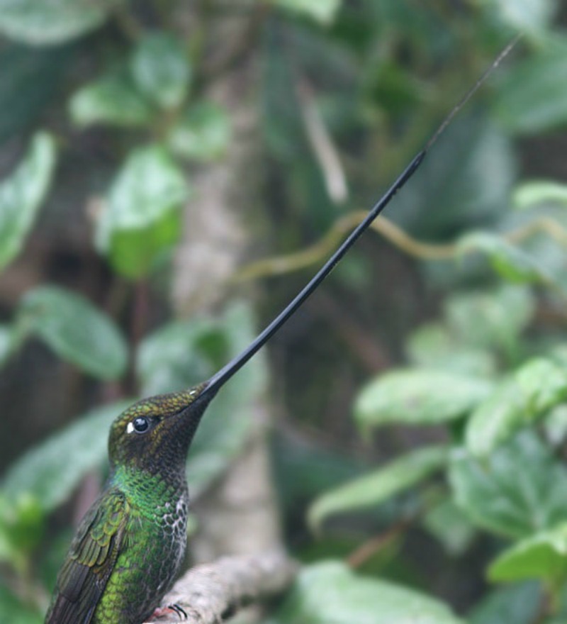 La belleza de los colibris foto 16